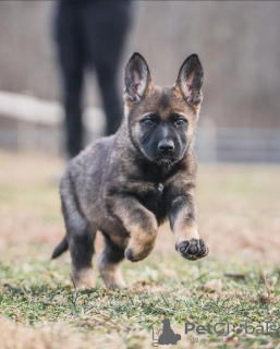 Zusätzliche Fotos: Deutscher Schäferhund zur Adoption