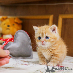 Foto №1. munchkin - zum Verkauf in der Stadt Amsterdam | 7€ | Ankündigung № 156162