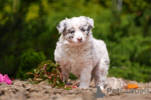 Foto №3. Entzückender Border Collie zur Vermittlung.. Deutschland