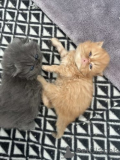 Foto №1. perserkatze - zum Verkauf in der Stadt Domeikava | verhandelt | Ankündigung № 159893