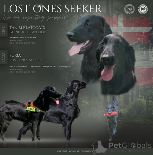 Foto №1. flat coated retriever - zum Verkauf in der Stadt Żary | 1400€ | Ankündigung № 163894
