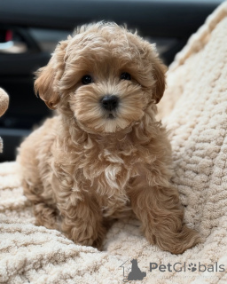 Foto №1. maltipu - zum Verkauf in der Stadt Hamburg | verhandelt | Ankündigung № 167212