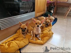 Foto №3. Chihuahua-Spielzeug. Portugal