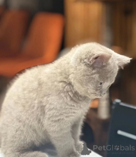 Foto №1. britisch kurzhaar - zum Verkauf in der Stadt Borlänge | verhandelt | Ankündigung № 155694