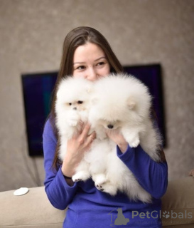 Foto №4. Ich werde verkaufen porcelaine in der Stadt Leipzig. quotient 	ankündigung - preis - 375€