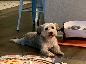 Foto №2 zu Ankündigung № 126828 zu verkaufen yorkshire terrier - einkaufen Frankreich züchter