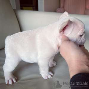 Foto №2 zu Ankündigung № 114666 zu verkaufen französische bulldogge - einkaufen Polen 