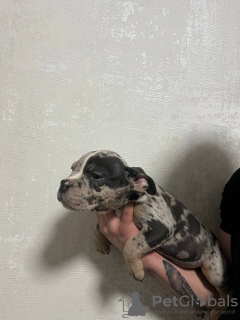 Foto №3. American Bula Micro. Russische Föderation