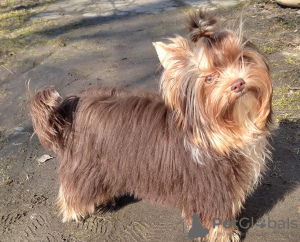 Foto №4. Ich werde verkaufen yorkshire terrier in der Stadt Gomel. züchter - preis - 482€