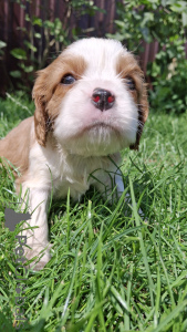 Foto №2 zu Ankündigung № 145737 zu verkaufen amerikanischer cocker spaniel, english cocker spaniel, english springer spaniel, welsh springer spaniel, irish water spaniel, perro de agua español, cavalier king charles spaniel, cavalier king charles spaniel, clumber spaniel, russian spaniel, setter, tibet-spaniel - einkaufen Litauen quotient 	ankündigung, vom kindergarten, züchter