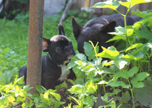 Zusätzliche Fotos: Französischer Bulldogge-Welpe, Rüde, Ausstellungsklasse FCI Ivanovo