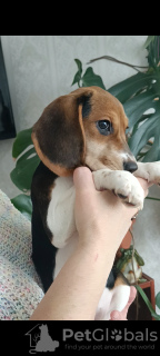 Foto №4. Ich werde verkaufen beagle in der Stadt Minsk. vom kindergarten - preis - 286€
