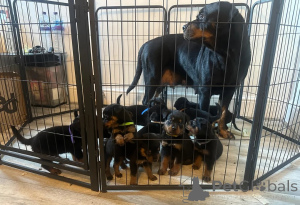 Foto №1. rottweiler - zum Verkauf in der Stadt Bonndorf | 350€ | Ankündigung № 178870