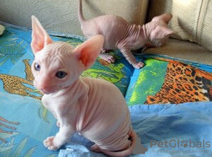 Foto №1. sphynx-katze - zum Verkauf in der Stadt Berlin | 380€ | Ankündigung № 117865