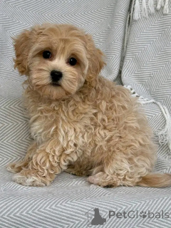 Foto №2 zu Ankündigung № 151113 zu verkaufen cavalier king charles spaniel, pudel (royal), pudel (toy) - einkaufen Deutschland quotient 	ankündigung, aus dem tierheim