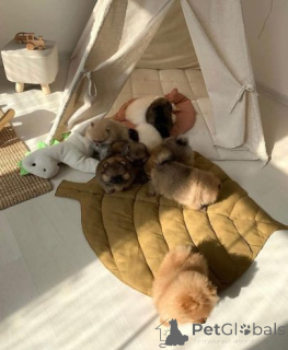 Foto №2 zu Ankündigung № 159864 zu verkaufen pommersche spitz - einkaufen Litauen quotient 	ankündigung