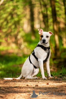 Zusätzliche Fotos: Der schöne Hund Darius ist in guten Händen.