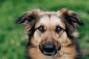 Foto №1. mischlingshund - zum Verkauf in der Stadt Москва | Frei | Ankündigung № 72294