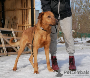 Foto №1. mischlingshund - zum Verkauf in der Stadt St. Petersburg | Frei | Ankündigung № 40319
