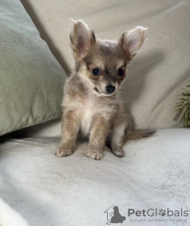 Foto №4. Ich werde verkaufen chihuahua in der Stadt Texas City. quotient 	ankündigung, züchter - preis - 284€