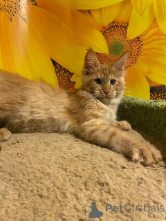 Foto №3. Maine Coon kitten mit stammbaum N/N genetisch frei von Erbkrankheiten alte linie. Deutschland