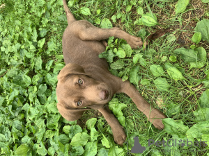 Foto №4. Ich werde verkaufen labrador retriever in der Stadt Tiflis. quotient 	ankündigung - preis - Frei