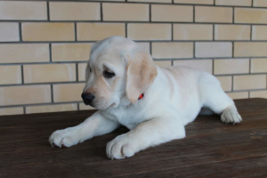 Foto №3. Welpen Labrador Retriever zum Verkauf angeboten. Russische Föderation