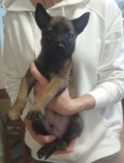 Foto №4. Ich werde verkaufen belgischer schäferhund in der Stadt Zaporizhia.  - preis - 263€