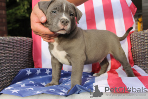 Foto №1. american bully - zum Verkauf in der Stadt Poznan | verhandelt | Ankündigung № 57964