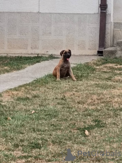 Foto №3. Boerboel-South African Mastiff. Serbien