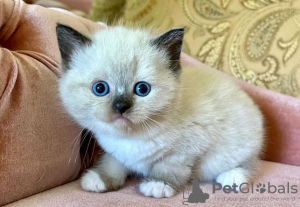 Foto №2 zu Ankündigung № 103754 zu verkaufen ragdoll-katze - einkaufen Deutschland quotient 	ankündigung