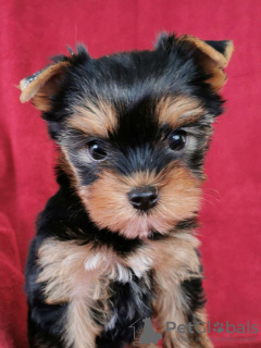 Foto №2 zu Ankündigung № 76988 zu verkaufen yorkshire terrier - einkaufen Lettland quotient 	ankündigung