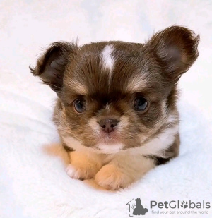 Foto №3. Entzückender Yorkshire Terrier mit Toilettendressur. Frankreich