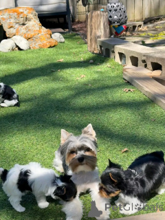 Foto №1. biewer terrier - zum Verkauf in der Stadt Berlin | verhandelt | Ankündigung № 140441