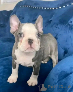 Foto №2 zu Ankündigung № 136337 zu verkaufen französische bulldogge - einkaufen Deutschland züchter