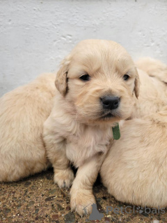 Foto №2 zu Ankündigung № 161384 zu verkaufen golden retriever - einkaufen USA quotient 	ankündigung