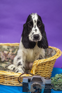 Foto №3. Englische Cocker Spaniel-Welpen. Weißrussland