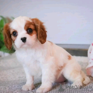 Foto №1. cavalier king charles spaniel - zum Verkauf in der Stadt Berlin | 500€ | Ankündigung № 137580
