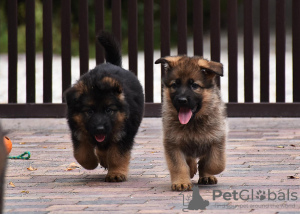Foto №2 zu Ankündigung № 25885 zu verkaufen deutscher schäferhund - einkaufen Polen quotient 	ankündigung