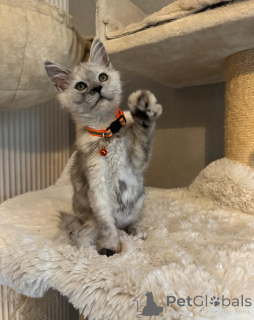 Foto №3. Atemberaubende Maine-Coon-Mädchen und -Jungen JETZT ERHÄLTLICH. USA