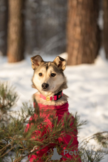 Foto №2 zu Ankündigung № 163747 zu verkaufen mischlingshund - einkaufen Russische Föderation quotient 	ankündigung