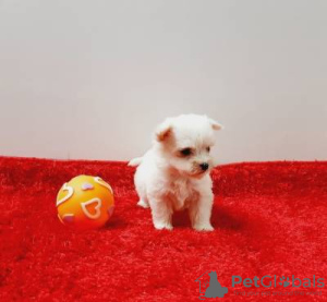 Foto №4. Ich werde verkaufen  in der Stadt Lisbon.  - preis - verhandelt