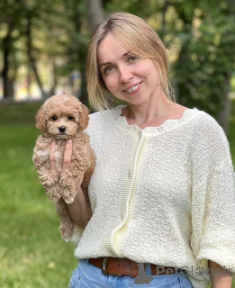 Foto №3. Maltipoo Welpen WhatsApp 64 9-889 4165. Schweiz