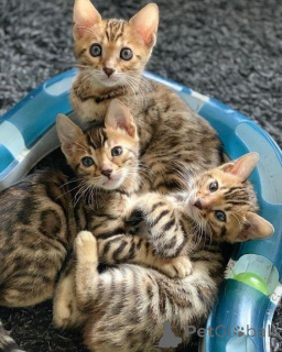 Foto №1. bengal katzenrasse - zum Verkauf in der Stadt Gladbeck | 350€ | Ankündigung № 172325