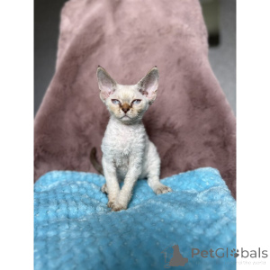 Foto №1. devon rex - zum Verkauf in der Stadt Offenburg | 350€ | Ankündigung № 174410