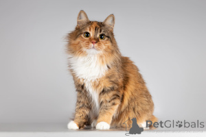 Foto №1.  - zum Verkauf in der Stadt Chimki | Frei | Ankündigung № 166043