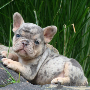 Foto №2 zu Ankündigung № 124733 zu verkaufen französische bulldogge - einkaufen USA züchter
