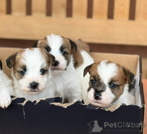 Foto №4. Ich werde verkaufen jack russell terrier in der Stadt Kruševac.  - preis - verhandelt