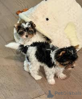 Foto №2 zu Ankündigung № 165803 zu verkaufen yorkshire terrier - einkaufen Italien quotient 	ankündigung, züchter