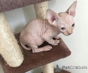 Foto №1. sphynx-katze - zum Verkauf in der Stadt Birlenbach | 339€ | Ankündigung № 178047